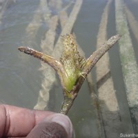 Enhalus acoroides (L.f.) Royle